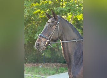Deutsches Sportpferd, Wallach, 12 Jahre, 168 cm, Dunkelbrauner