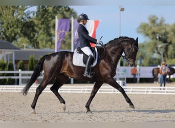 Deutsches Sportpferd, Wallach, 12 Jahre, 168 cm, Dunkelbrauner