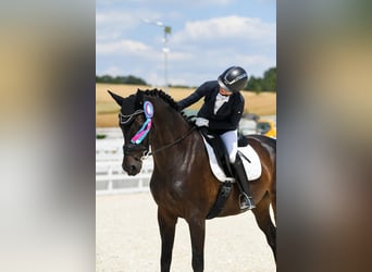 Deutsches Sportpferd, Wallach, 12 Jahre, 168 cm, Dunkelbrauner