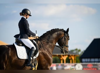Deutsches Sportpferd, Wallach, 12 Jahre, 168 cm, Dunkelbrauner