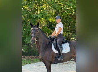 Deutsches Sportpferd, Wallach, 12 Jahre, 168 cm, Dunkelbrauner