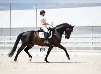 Deutsches Sportpferd, Wallach, 12 Jahre, 168 cm, Dunkelbrauner