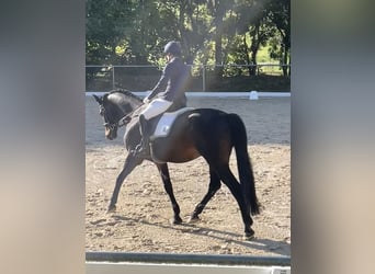 Deutsches Sportpferd, Wallach, 12 Jahre, 168 cm, Dunkelbrauner