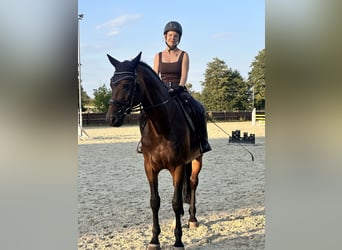 Deutsches Sportpferd, Wallach, 12 Jahre, 168 cm, Dunkelbrauner