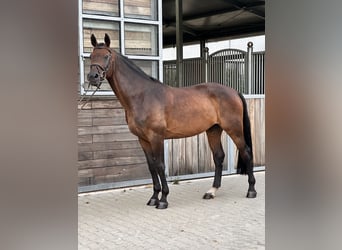 Deutsches Sportpferd, Wallach, 12 Jahre, 168 cm, Dunkelbrauner