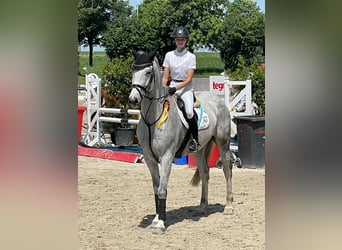 Deutsches Sportpferd, Wallach, 12 Jahre, 168 cm, Schimmel