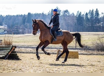 Deutsches Sportpferd, Wallach, 12 Jahre, 170 cm, Brauner