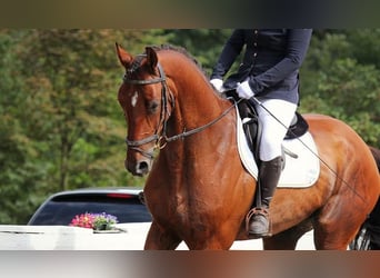 Deutsches Sportpferd, Wallach, 12 Jahre, 170 cm, Brauner