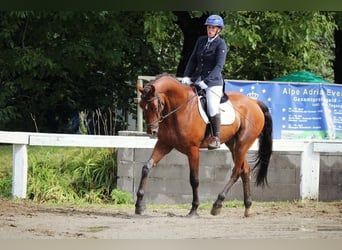 Deutsches Sportpferd, Wallach, 12 Jahre, 170 cm, Brauner