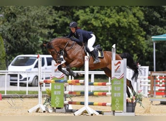 Deutsches Sportpferd, Wallach, 12 Jahre, 170 cm, Brauner