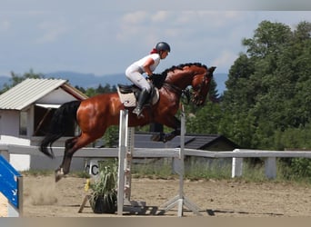 Deutsches Sportpferd, Wallach, 12 Jahre, 170 cm, Brauner
