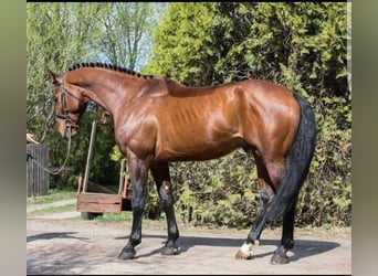 Deutsches Sportpferd, Wallach, 12 Jahre, 170 cm, Brauner