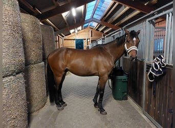 Deutsches Sportpferd, Wallach, 12 Jahre, 170 cm, Brauner