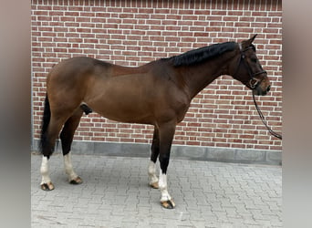 Deutsches Sportpferd, Wallach, 12 Jahre, 170 cm, Brauner