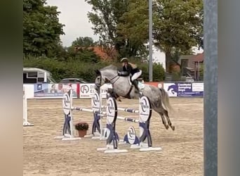 Deutsches Sportpferd, Wallach, 12 Jahre, 170 cm, Schimmel