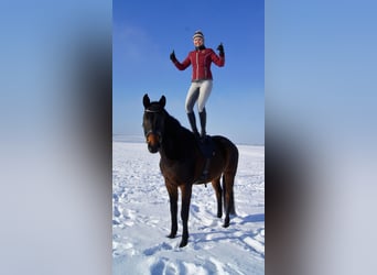 Deutsches Sportpferd, Wallach, 12 Jahre, 171 cm, Dunkelbrauner