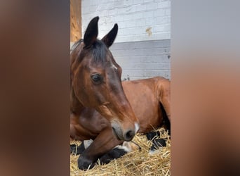 Deutsches Sportpferd, Wallach, 12 Jahre, 172 cm, Brauner