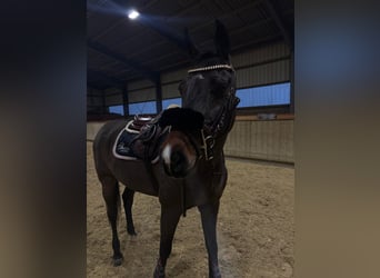 Deutsches Sportpferd, Wallach, 12 Jahre, 172 cm, Brauner