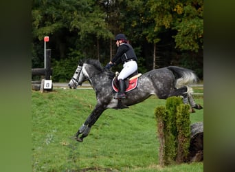 Deutsches Sportpferd, Wallach, 12 Jahre, 173 cm, Apfelschimmel