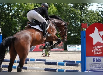 Deutsches Sportpferd, Wallach, 12 Jahre, 173 cm, Brauner