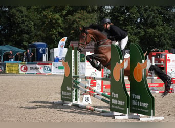 Deutsches Sportpferd, Wallach, 12 Jahre, 173 cm, Brauner