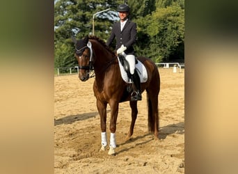 Deutsches Sportpferd, Wallach, 12 Jahre, 174 cm, Dunkelfuchs