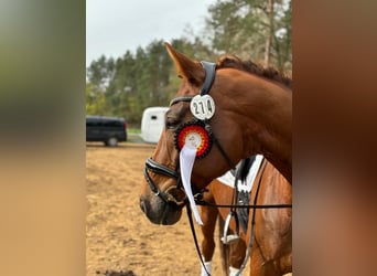 Deutsches Sportpferd, Wallach, 12 Jahre, 174 cm, Dunkelfuchs