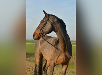 Deutsches Sportpferd, Wallach, 12 Jahre, 175 cm, Brauner