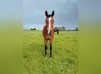 Deutsches Sportpferd, Wallach, 12 Jahre, 175 cm, Brauner