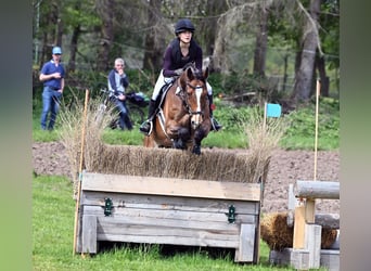 Deutsches Sportpferd, Wallach, 12 Jahre, 175 cm, Brauner