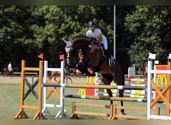 Deutsches Sportpferd, Wallach, 12 Jahre, 175 cm, Brauner