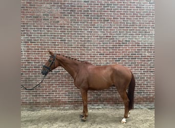 Deutsches Sportpferd, Wallach, 12 Jahre, 175 cm, Fuchs