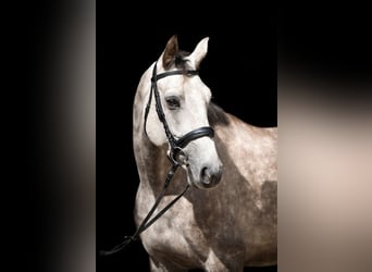 Deutsches Sportpferd, Wallach, 12 Jahre, 175 cm, Schimmel