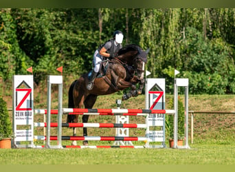 Deutsches Sportpferd, Wallach, 12 Jahre, 175 cm, Schwarzbrauner