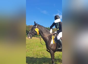 Deutsches Sportpferd, Wallach, 12 Jahre, 175 cm, Schwarzbrauner