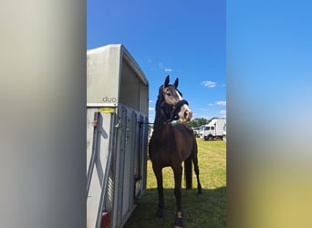 Deutsches Sportpferd, Wallach, 12 Jahre, 175 cm, Schwarzbrauner