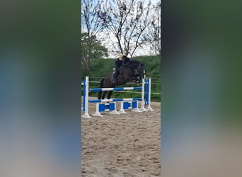 Deutsches Sportpferd, Wallach, 12 Jahre, 175 cm, Schwarzbrauner