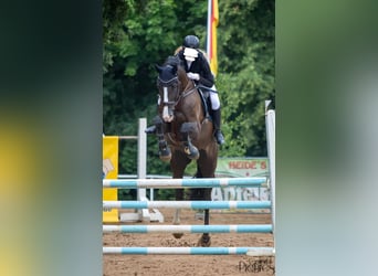 Deutsches Sportpferd, Wallach, 12 Jahre, 175 cm, Schwarzbrauner