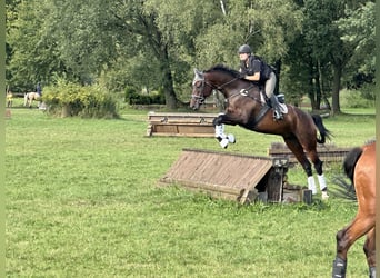 Deutsches Sportpferd, Wallach, 12 Jahre, 178 cm, Dunkelbrauner