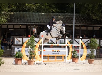 Deutsches Sportpferd, Wallach, 12 Jahre, 178 cm, Schimmel