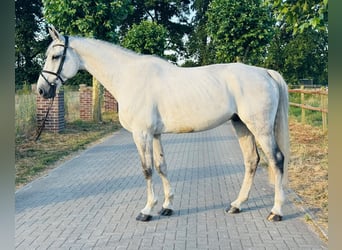 Deutsches Sportpferd, Wallach, 12 Jahre, 180 cm, Schimmel