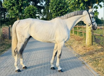 Deutsches Sportpferd, Wallach, 12 Jahre, 180 cm, Schimmel