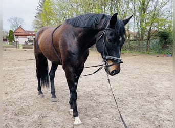 Deutsches Sportpferd, Wallach, 12 Jahre, 183 cm, Dunkelbrauner