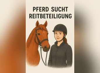 Deutsches Sportpferd, Wallach, 12 Jahre