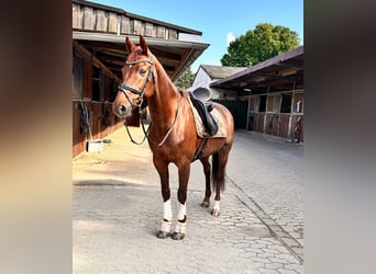 Deutsches Sportpferd, Wallach, 13 Jahre, 160 cm, Dunkelfuchs