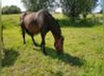 Deutsches Sportpferd, Wallach, 13 Jahre, 161 cm, Dunkelbrauner