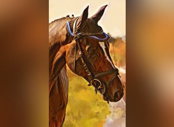 Deutsches Sportpferd, Wallach, 13 Jahre, 162 cm, Dunkelbrauner