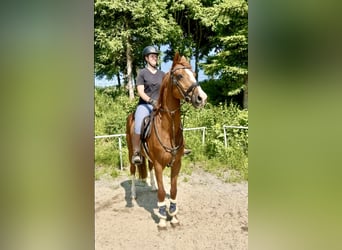 Deutsches Sportpferd, Wallach, 13 Jahre, 162 cm, Fuchs
