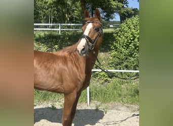 Deutsches Sportpferd, Wallach, 13 Jahre, 162 cm, Fuchs