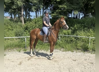 Deutsches Sportpferd, Wallach, 13 Jahre, 162 cm, Fuchs